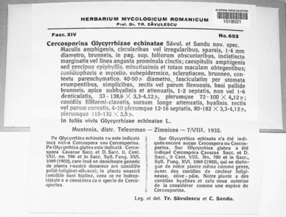 Cercospora glycyrrhizae-echinatae image